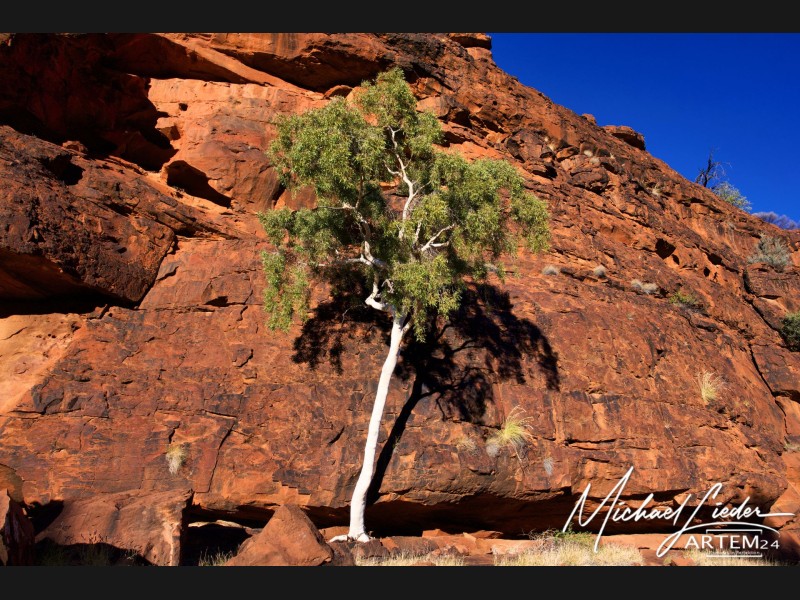 Australien Kings Canyon weißer Baum im Felsen